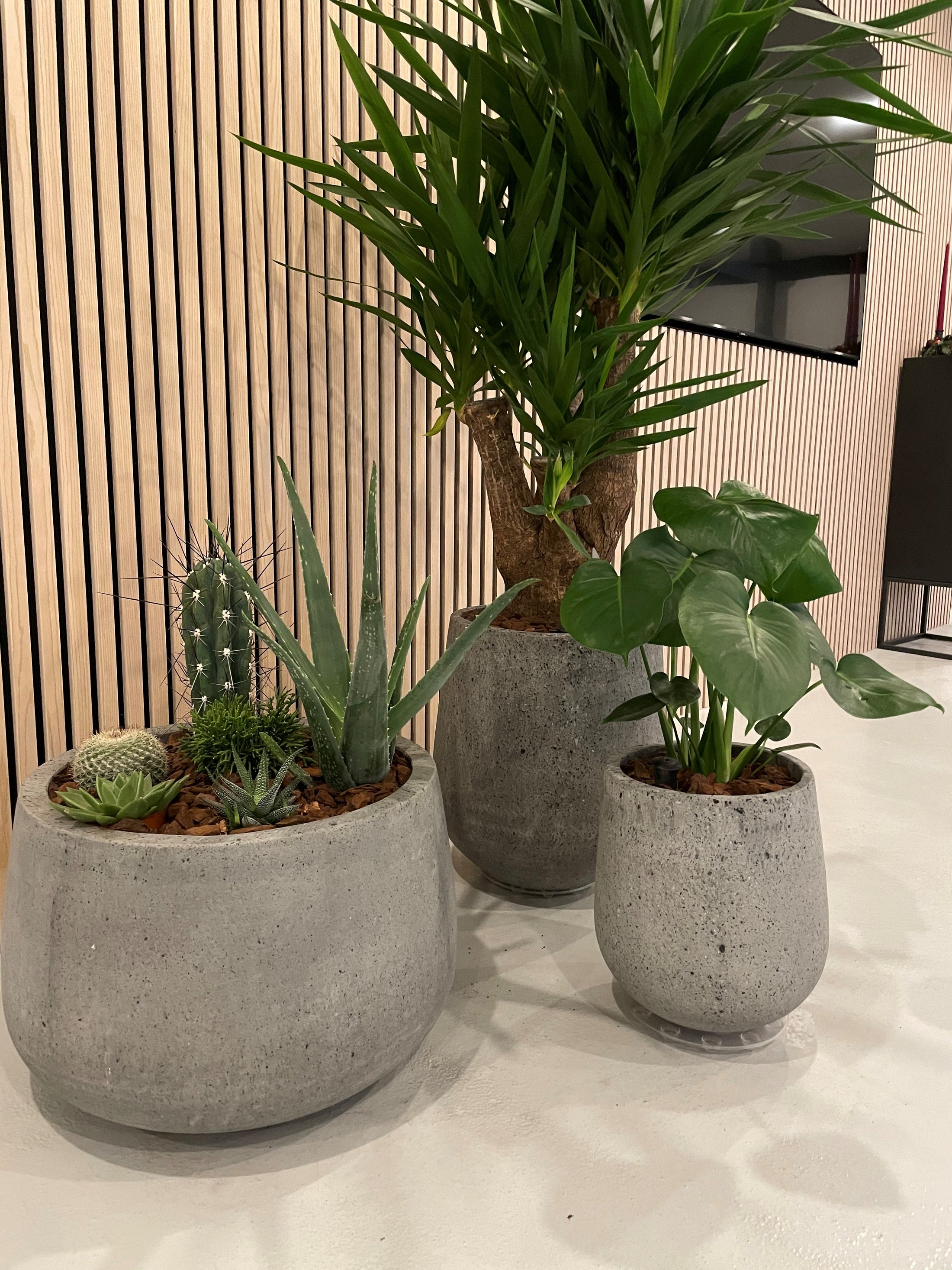 Høj COAL-krukke i grå beton med rustikt udtryk, Ø50 x H55 cm, ideel til indendørs og udendørs planter.