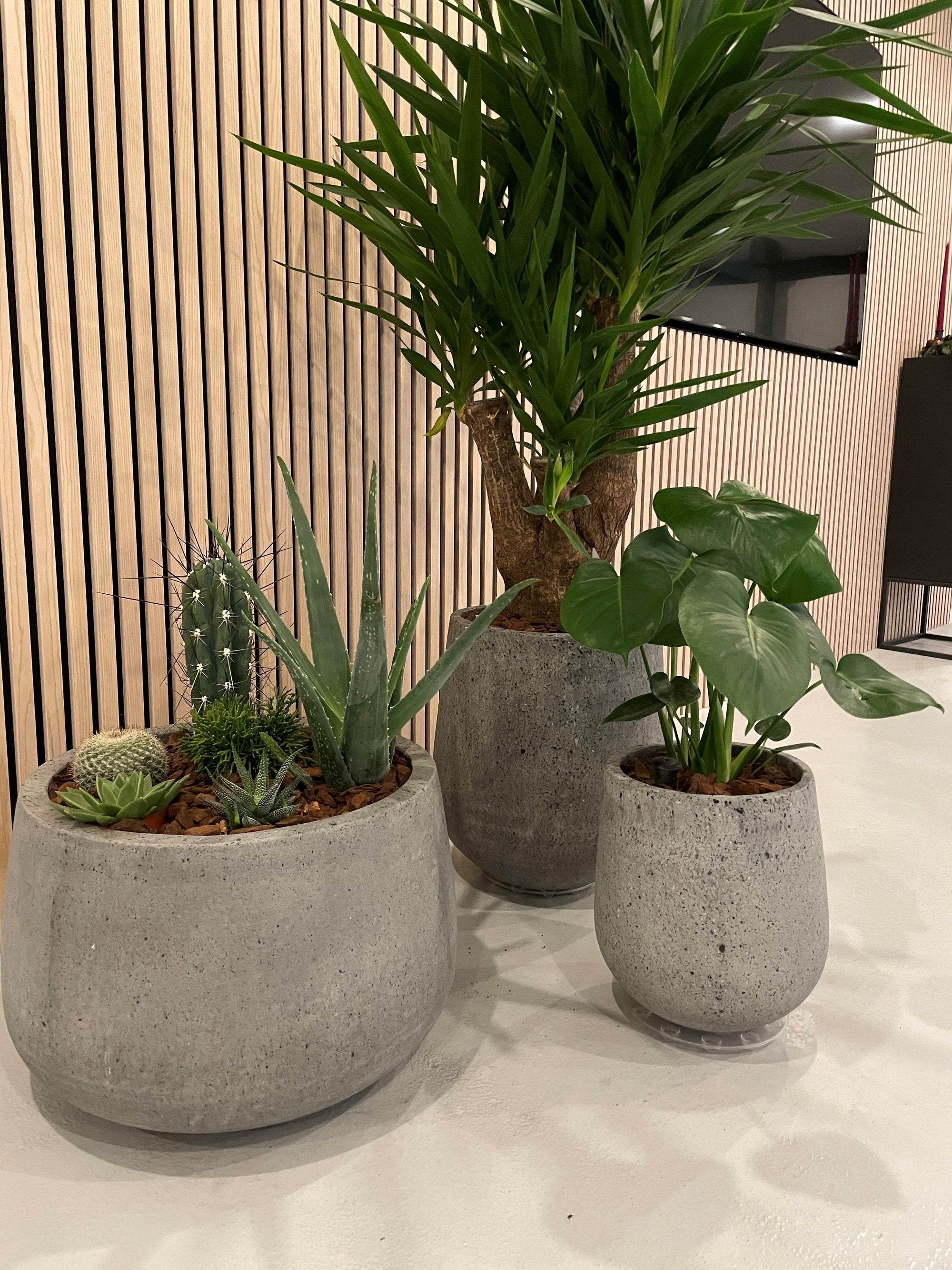 COAL-krukke Ø65 x H40 cm – stor, lav betonkrukke i rå grå finish med nistret overflade, ideel til store planter både indendørs og udendørs.