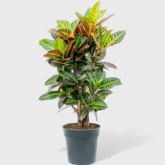 Codiaeum 'Petra' plante med farverige blade i rød, gul og grøn, stående i en Ø27 cm potte med en højde på 110-120 cm.