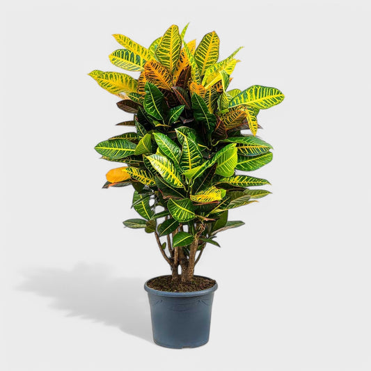 Codiaeum 'Petra' crotonplante i Ø24 cm potte med rødgule tropiske blade – 90-100 cm høj stueplante fra DECOPLANT