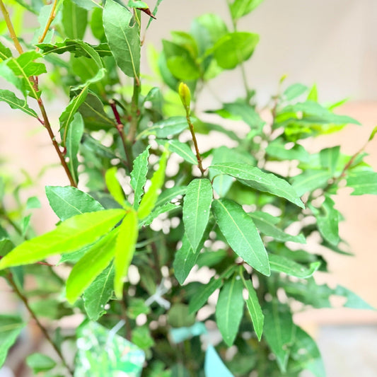 Laurbær (Laurus nobilis) – 170–180 cm høj