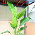 Indlæs billede i gallerivisning, Strelitzia nicolai (Hvid paradisfugl) – Stor og unik plante 200 cm høj