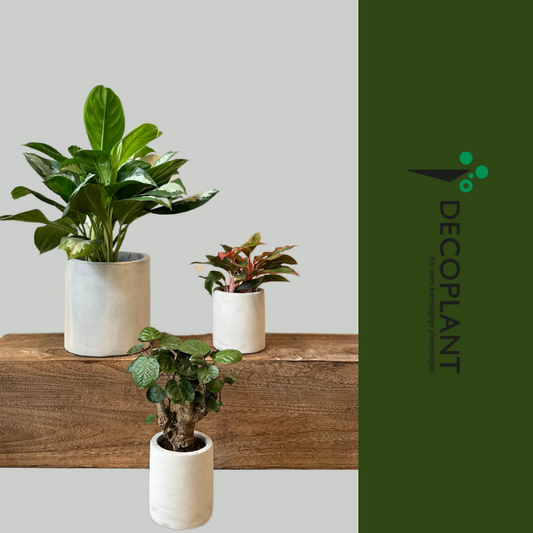 Grønne Glæder – Startpakken med Aglaonema nitidum, Aglaonema silver bay og Polyscias guilfoylei i dekorative krukker med vandstandsmåler og Leca fyld.