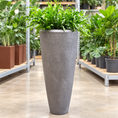 Indlæs billede i gallerivisning, Second Hand Bregne – Microsorum ca. 150 cm i høj sort krukke | Genbrugsplante