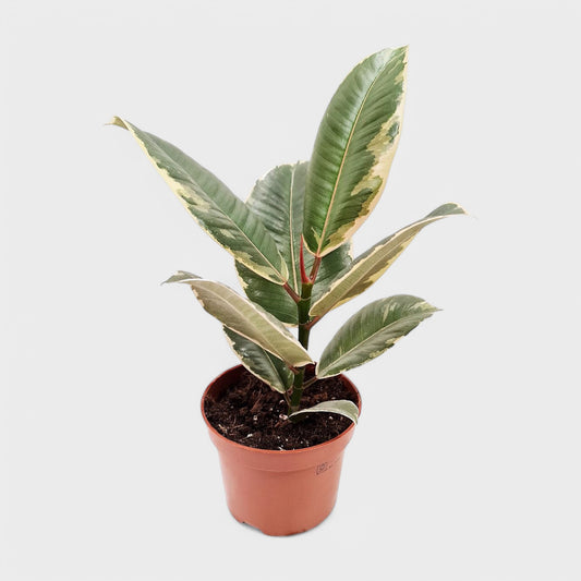 Ficus elastica 'Tineke' i en Ø12 cm sort potte med farverige cremegrønne og mørkegrønne blade.