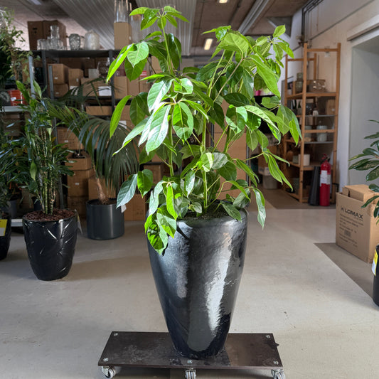 Schefflera actinophylla i sort højglans-krukke – 160 cm høj