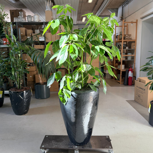 Schefflera actinophylla i sort højglans-krukke – 160 cm høj