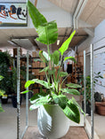 Indlæs billede i gallerivisning, Strelitzia nicolai i cementkrukke – 230 cm høj