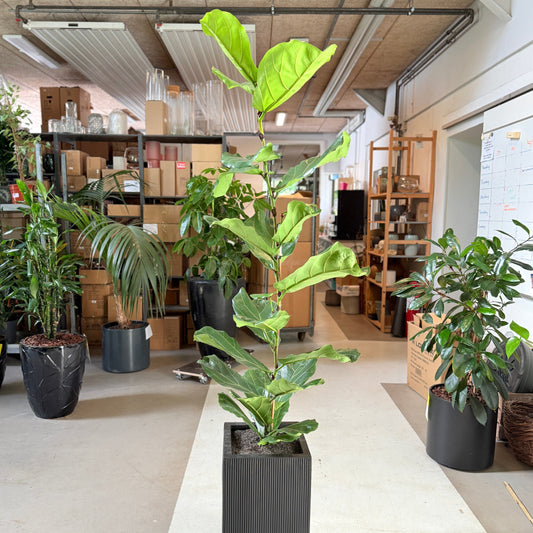 Ficus lyrata (Violinfigen) i sort plastkrukke – 190 cm høj