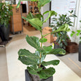 Indlæs billede i gallerivisning, Ficus lyrata (Violinfigen) i sort plastkrukke – 190 cm høj