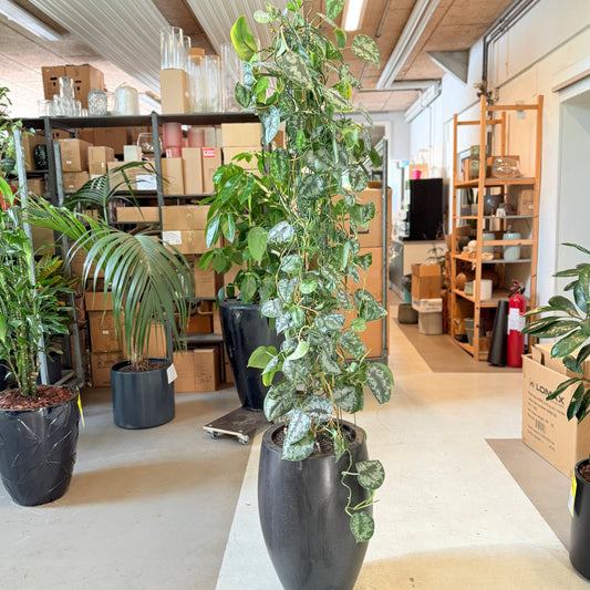 Scindapsus pictus (sølvrankevine) i sort krukke – 200 cm høj