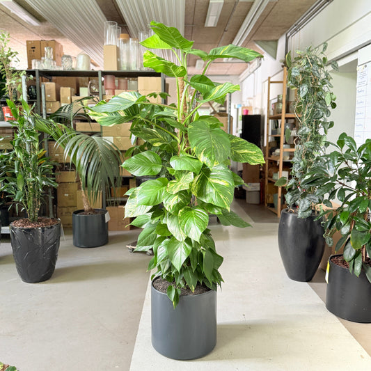 Epipremnum aureum (Guldranke) i sort krukke – 180 cm høj