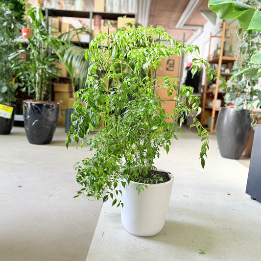 Radermachera sinica (Kinesisk paraplyplante) i hvid krukke – 100 cm høj