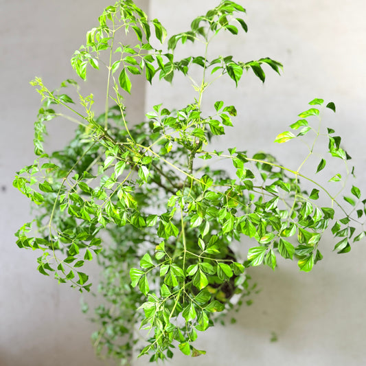 Radermachera sinica (Kinesisk paraplyplante) i hvid krukke – 100 cm høj