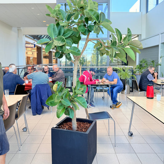 Ficus elastica i sort krukke – 240 cm høj
