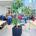 Indlæs billede i gallerivisning, Ficus elastica i sort krukke – 240 cm høj