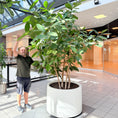 Indlæs billede i gallerivisning, Ficus Benghalensis (Bengalfigen) i hvid krukke – Stor Second Hand Plante 250-300 cm