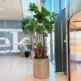 Indlæs billede i gallerivisning, Ficus Lyrata (Violinfigen) i cementkrukke – Stor Second Hand Plante 260-280 cm