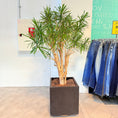 Indlæs billede i gallerivisning, Dracaena marginata i sort firkantet krukke – 180 cm høj