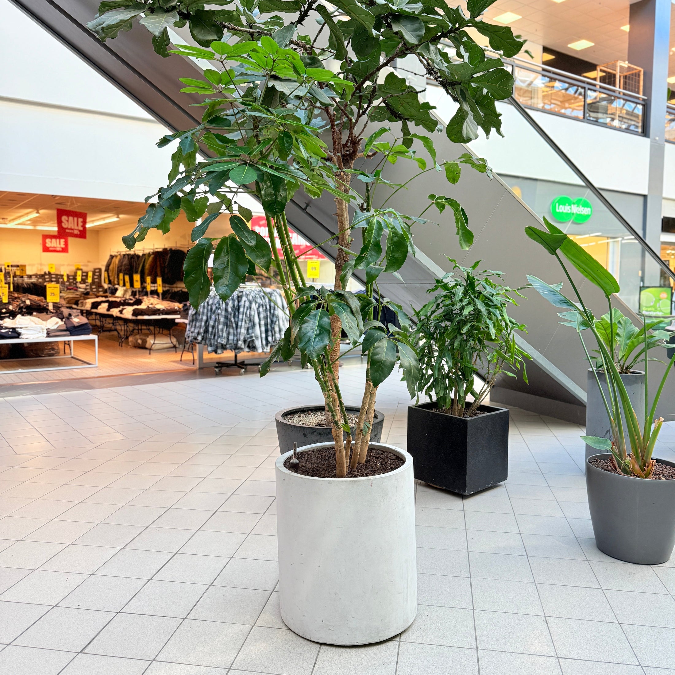 Ficus Altissima i lys cementkrukke – Stor Second Hand Plante ca. 180 cm