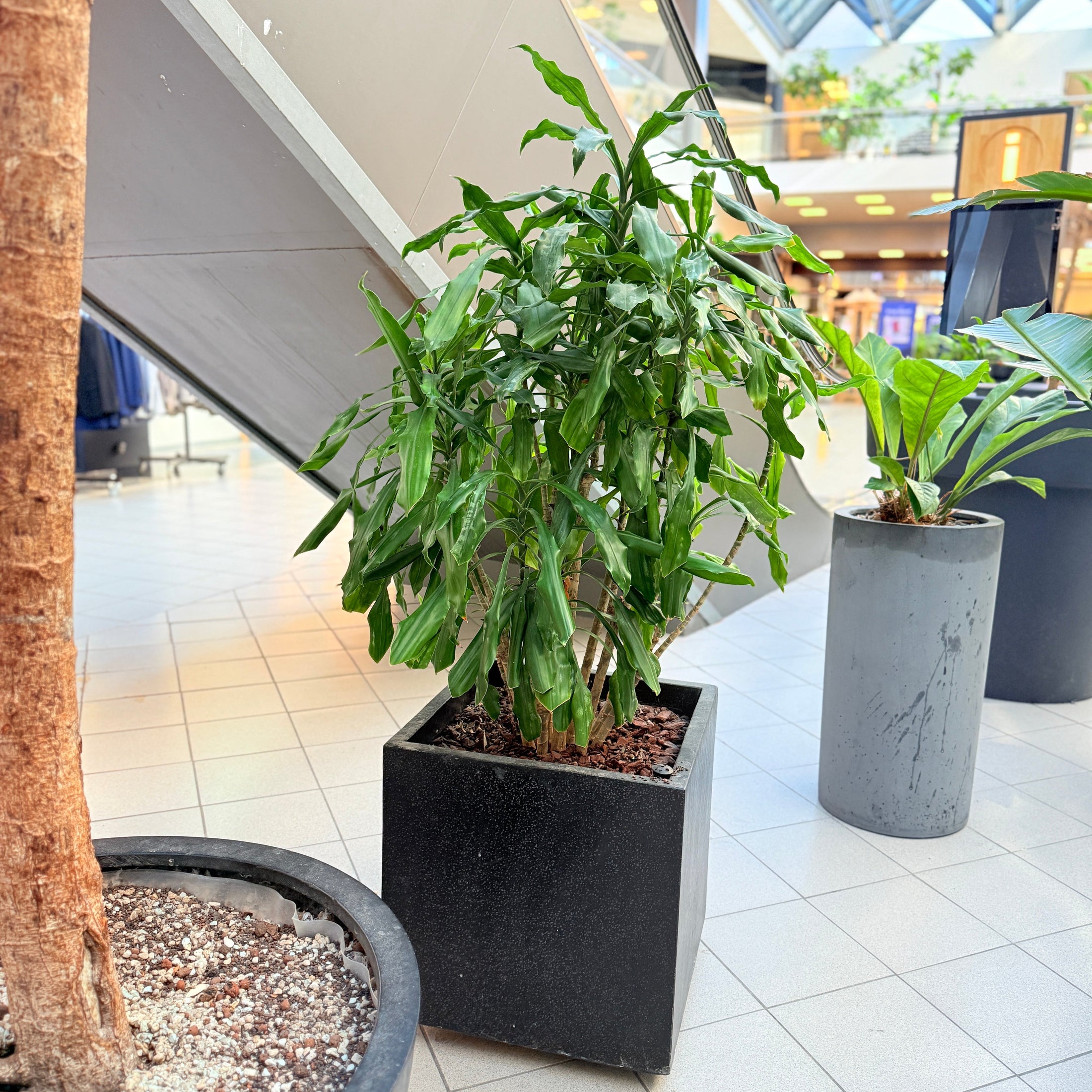 Dracaena i sort krukke – Medium Second Hand Plante 150 cm