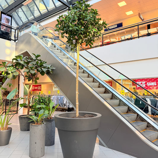 Ficus australis opstammet i sort krukke – 450 cm høj