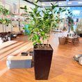 Indlæs billede i gallerivisning, Ficus Moclame i sort høj krukke – Medium Second Hand Plante 130 cm