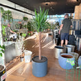 Indlæs billede i gallerivisning, Yucca Elephantipes i grå krukke – Stor Second Hand Plante 180 cm