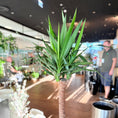 Indlæs billede i gallerivisning, Yucca Elephantipes i grå krukke – Stor Second Hand Plante 180 cm