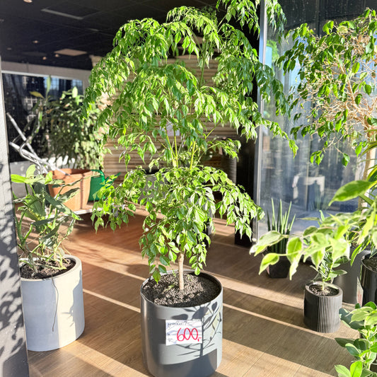 Radermachera sinica (Kinesisk Paraplytræ) i grå krukke – Medium Second Hand Plante 150 cm