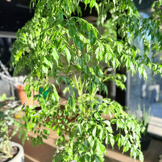 Radermachera sinica (Kinesisk Paraplytræ) i grå krukke – Medium Second Hand Plante 150 cm