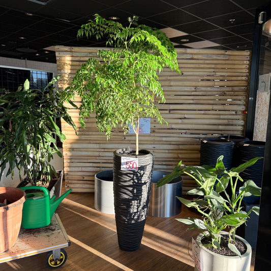 Radermachera sinica (Kinesisk Paraplytræ) i sort høj krukke – Stor Second Hand Plante 180 cm