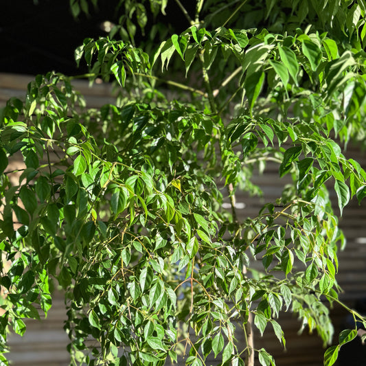 Radermachera sinica (Kinesisk Paraplytræ) i sort høj krukke – Stor Second Hand Plante 180 cm