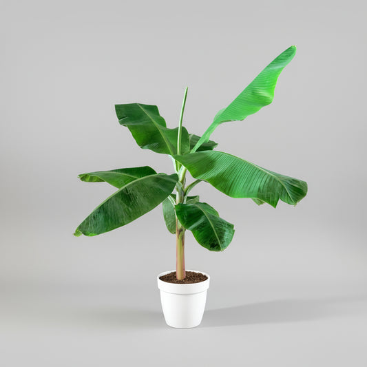 Bananplante / Bananpalme (Musa) i plastpotte – 70 - 100  cm høj