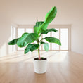 Indlæs billede i gallerivisning, Bananplante / Bananpalme (Musa) i plastpotte – 70 - 100 cm høj