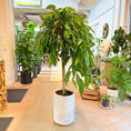 Indlæs billede i gallerivisning, Ficus Amstel King i hvid cementkrukke – Stor Second Hand Plante 170 cm