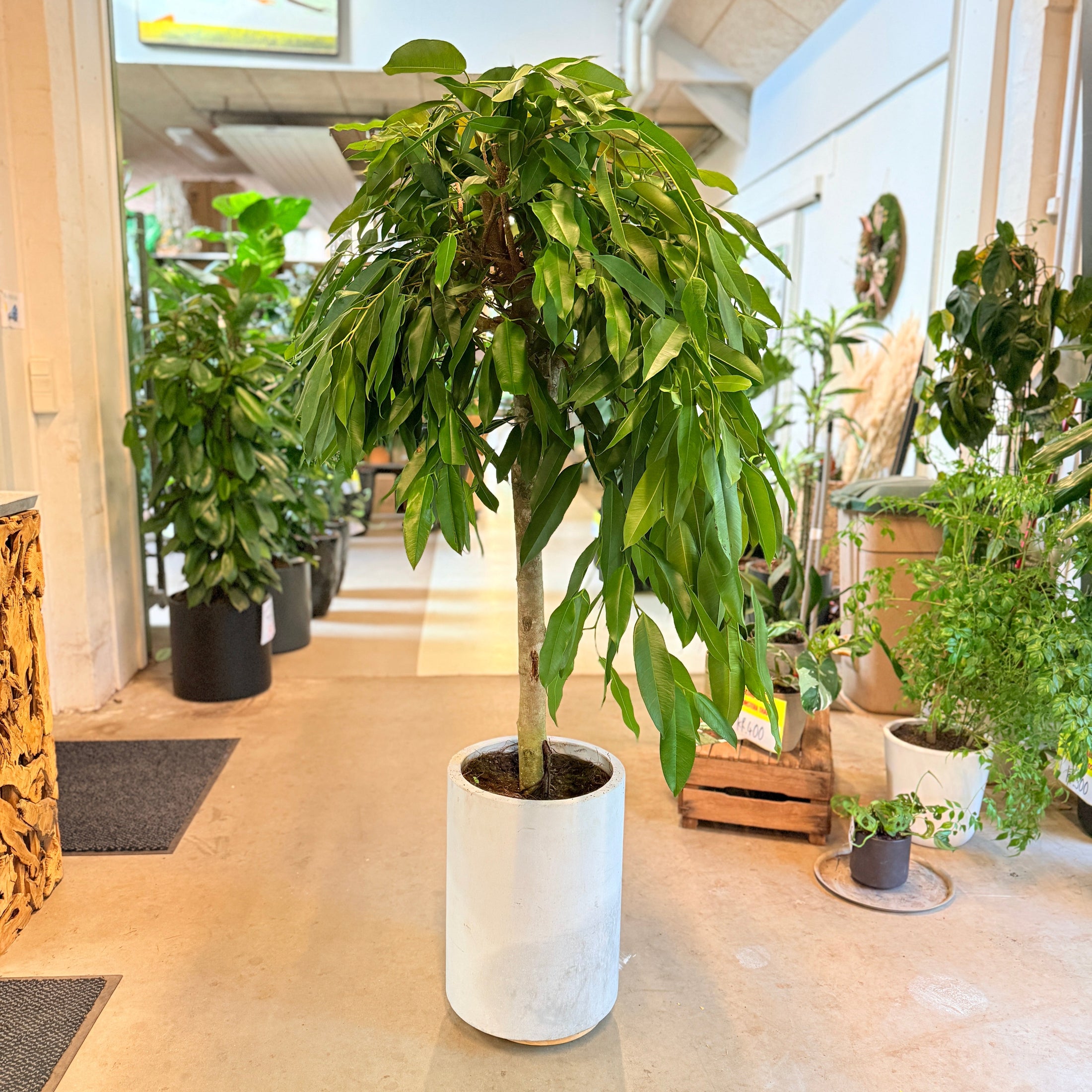 Ficus Amstel King i hvid cementkrukke – Stor Second Hand Plante 170 cm