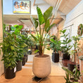 Indlæs billede i gallerivisning, Strelitzia Nicolai (Hvid Paradisfugl) i lys cementkrukke – Stor Second Hand Plante 220 cm