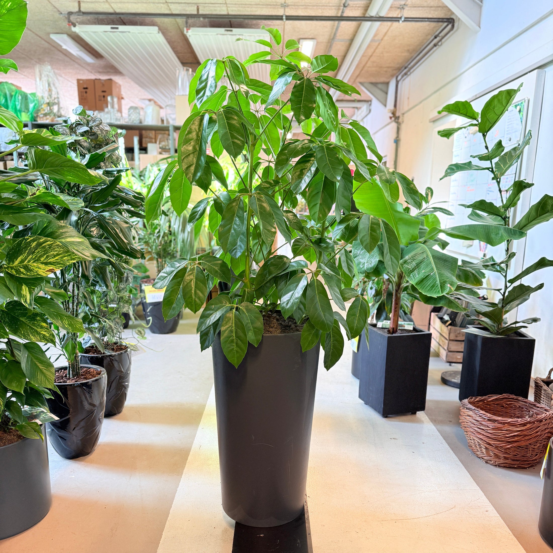 Schefflera (Paraplytræ) i sort krukke – 170 cm høj Second Hand plante