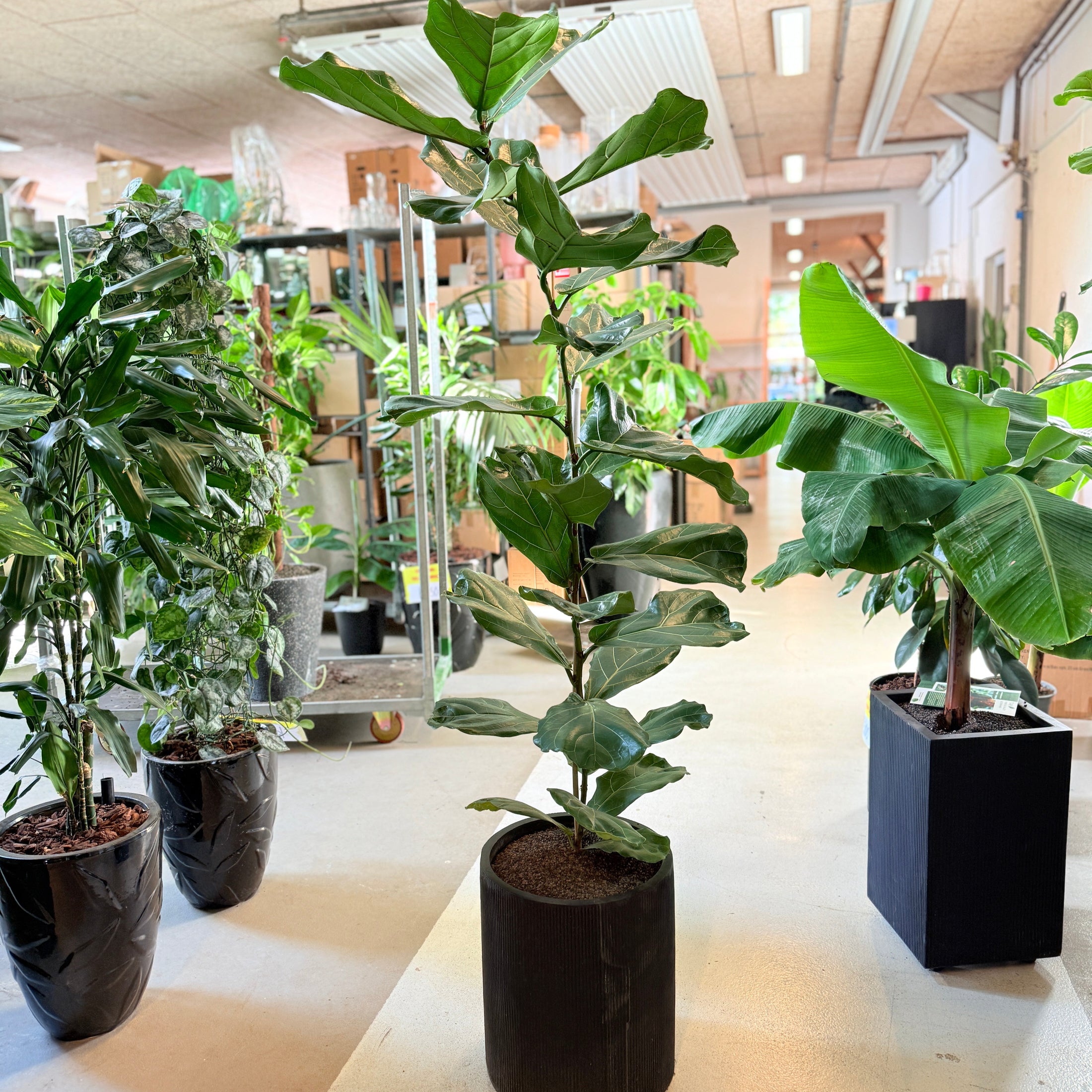 Ficus Lyrata (Violinfigen) i sort krukke – 180 cm høj Second Hand plante