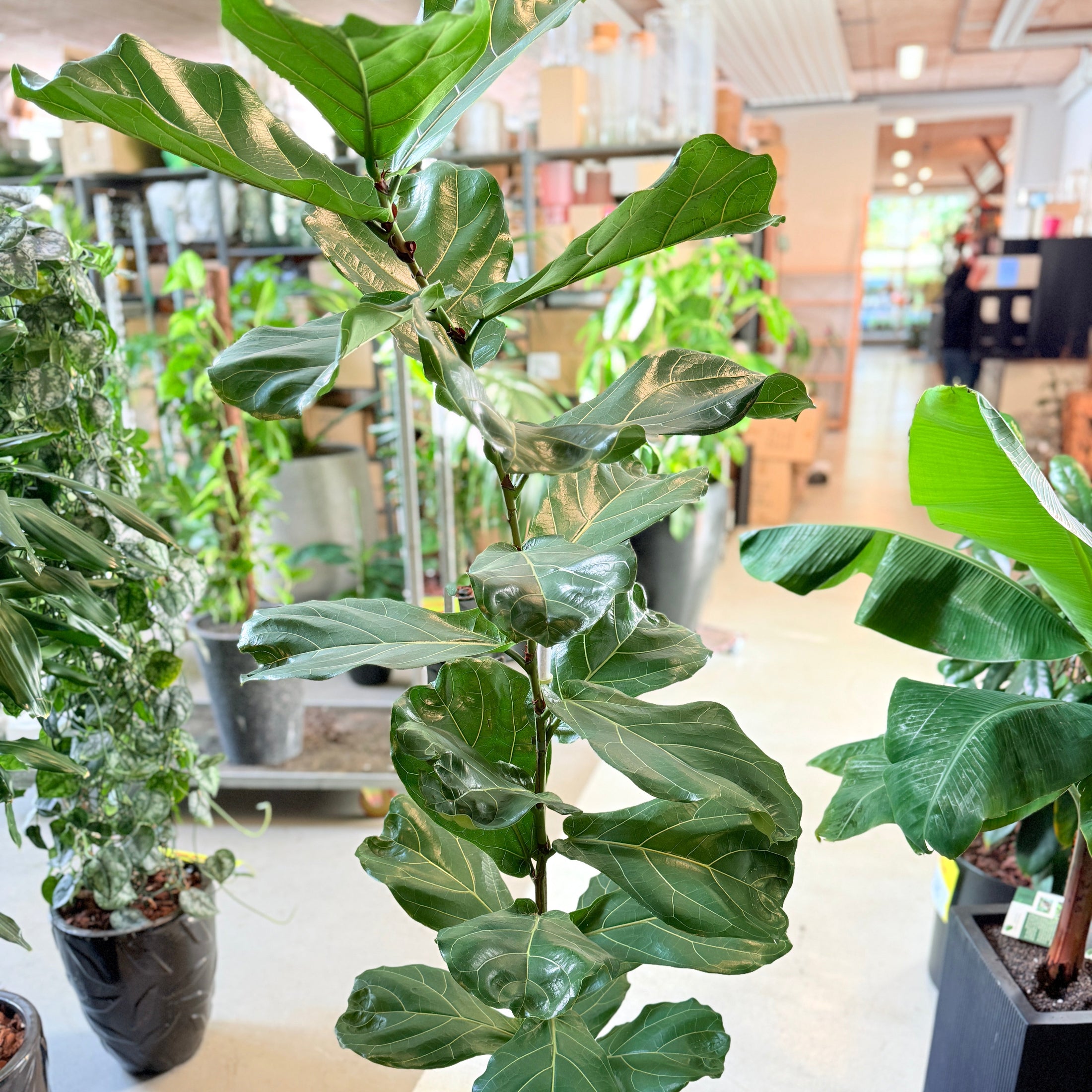 Ficus Lyrata (Violinfigen) i sort krukke – 180 cm høj Second Hand plante
