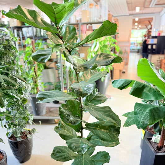 Ficus Lyrata (Violinfigen) i sort krukke – 180 cm høj Second Hand plante