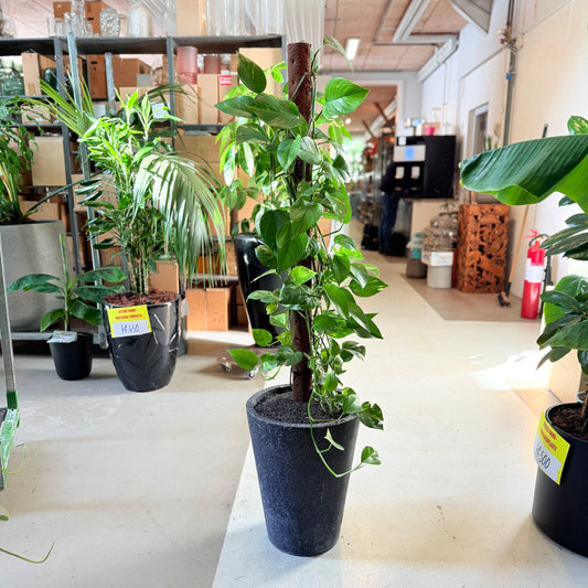 Epipremnum aureum (Guldranker) i sort terrazzo-krukke – 150 cm høj Second Hand plante