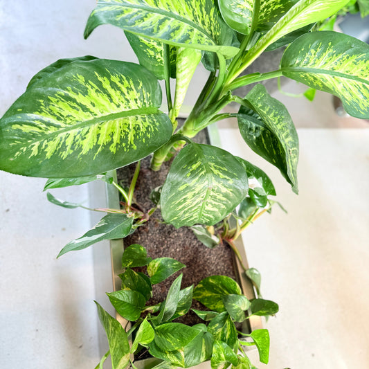 Dieffenbachia & Epipremnum i rektangulær stål kumme på hjul – 100 cm høj Second Hand plante