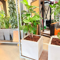 Indlæs billede i gallerivisning, Second Hand Fiolbladet Figen – Eksklusiv Designplante med Ikoniske Blade
