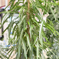 Indlæs billede i gallerivisning, Second Hand Pilebladet Ficus – Slank Plante med Minimalistisk Look