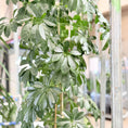 Indlæs billede i gallerivisning, Second Hand Paraplyplante – Markant XL-Plante med Fyldig Krone