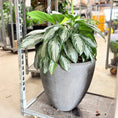 Indlæs billede i gallerivisning, Second Hand Aglaonema 'Silver Bay' – Dekorativ Plante med Sølvgrønne Blade
