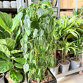 Indlæs billede i gallerivisning, Second Hand Hjertefilodendron – Frodig Plante med Hjerteformede Blade