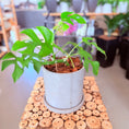 Indlæs billede i gallerivisning, Second Hand Mini Monstera – Dekorativ Genbrugsplante 25 cm
